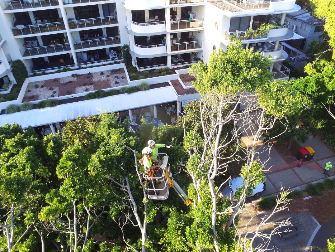 Sky's The Limit Tree Services