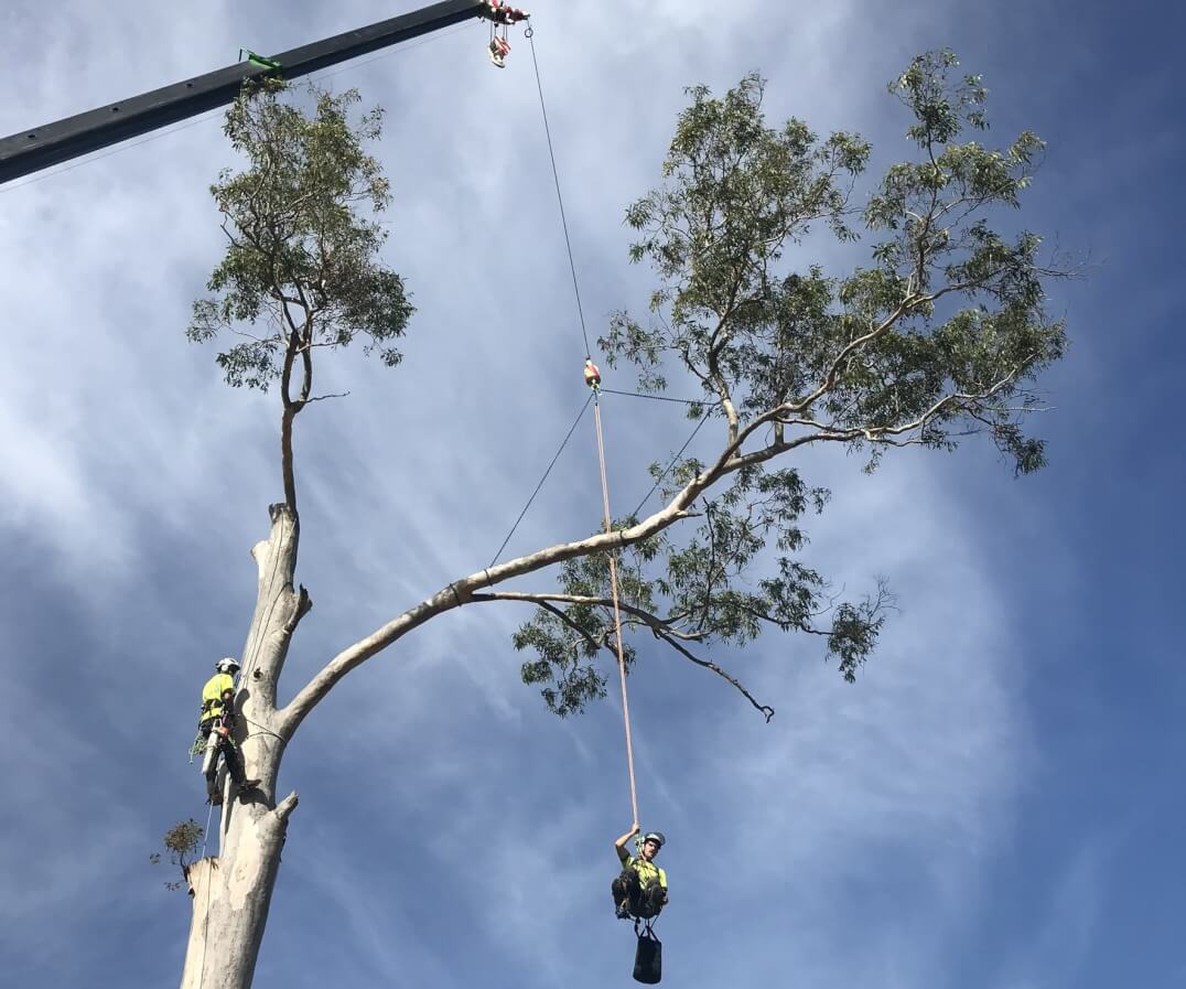 Sky's The Limit Tree Services