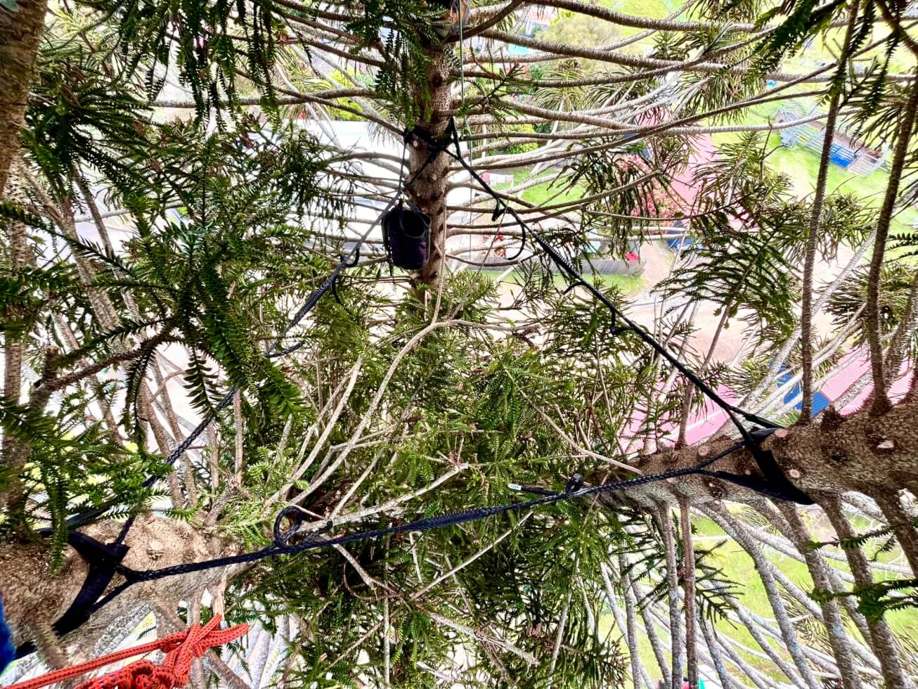 Sky's The Limit Tree Services