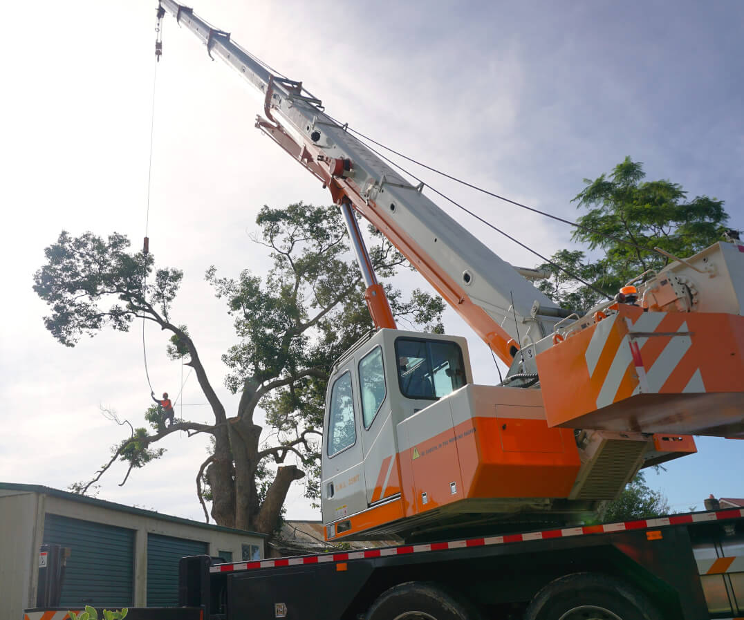 Sky's The Limit Tree Services