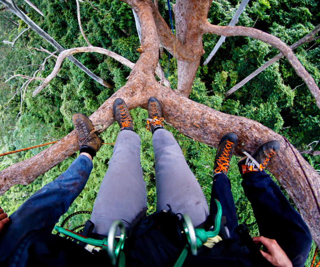 Sky's The Limit Tree Services